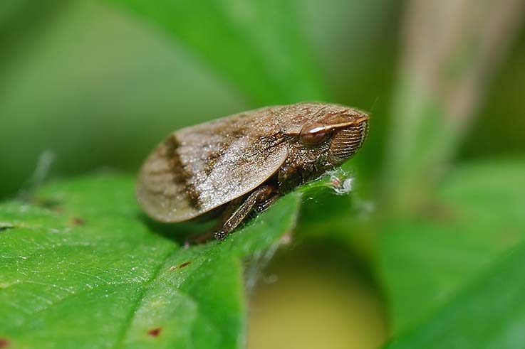Cicadellidae e  Lepyronia coleoptrata